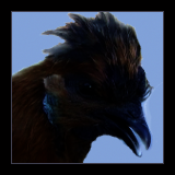 Purple Faced Hen Portraits.