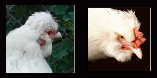 Fluffy White Bearded Hen.