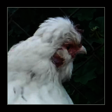 Fluffy White Bearded Hen.