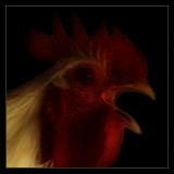 Rooster Crowing.