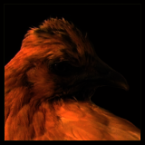 Hen Portrait.