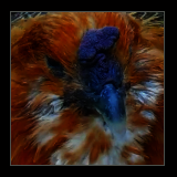 Hen.