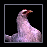 Hen.