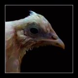 Cockerel.