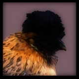 Bearded Pullet.