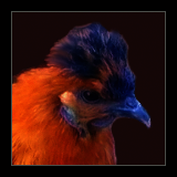 Hen.