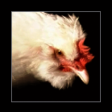 Hen.