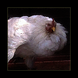 White Cockerel.