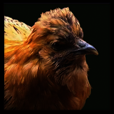Hen.