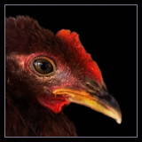 Cockerel.