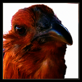 Hen.