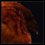 Bearded Pullet.