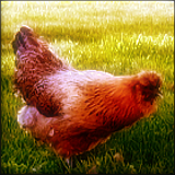Side View Of Hen Standing.