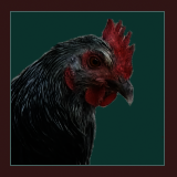 Black and White Hen, Pullet, and Chick.