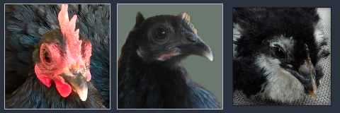 Small Black Hen, Pullet, and Chick.