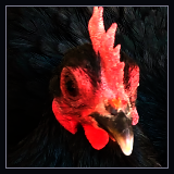 Small Black Hen.