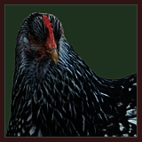 Black and White Pullet.