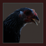 Black and White Pullet.