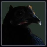 Small Black Hen.