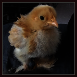 Yellow Chicken Standing.