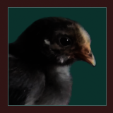 Chick.