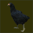 Black Pullet.