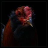 Bearded Rooster Portrait.