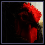 Curly Feathered Rooster and Cockerel.