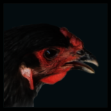 Blue Hen Profile.