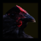 Blue Bearded Hen.