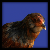 Cockerel.