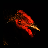 Curly Feathered Cockerel.
