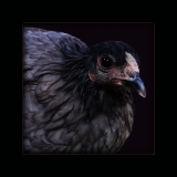 Blue Pullet.