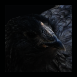 Blue Bearded Pullet.