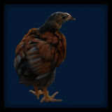 Cockerel.