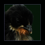Black Curly Feathered Chick.