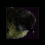 Blue Chick.