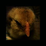 Gold Chick Portrait.