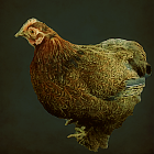 Little Brown Hen.