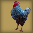 Barred Rooster Standing.