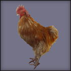 Orange Rooster Standing.