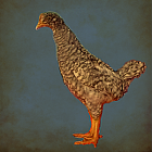 Barred Cockerel Standing.