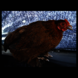 Brown Hen.