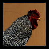 Barred Rooster.