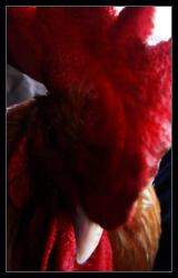Single Combed Rooster Close Up.