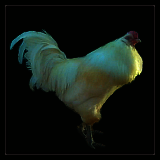 Rooster With Blue Legs.