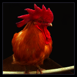 Orange Rooster Perching.