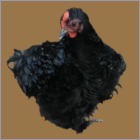 Curly Black Feathered Pullet.