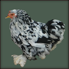 Black and White Hen With Feathered Feet.