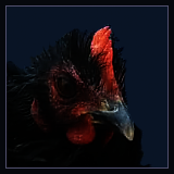 Curly Feathered Hen.